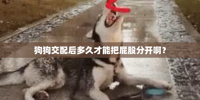 狗狗交配后多久才能把屁股分开啊？