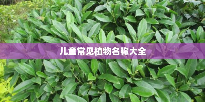 儿童常见植物名称大全