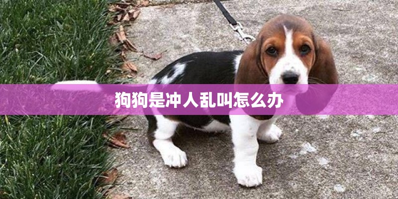 狗狗是冲人乱叫怎么办 狗狗是冲人乱叫怎么办