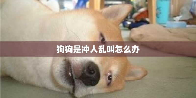 狗狗是冲人乱叫怎么办 狗狗是冲人乱叫怎么办