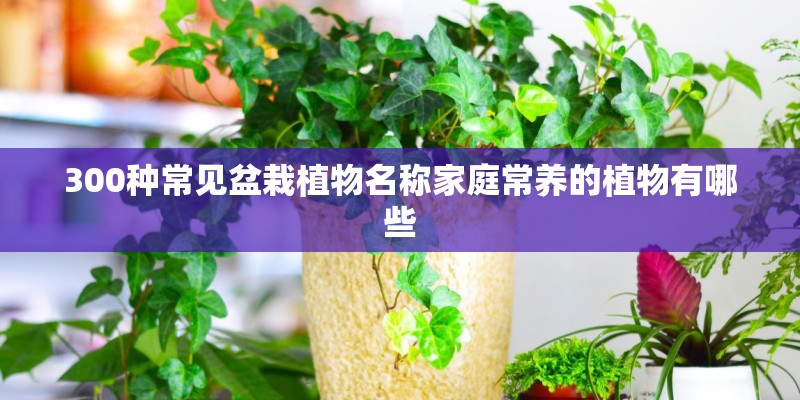 300种常见盆栽植物名称家庭常养的植物有哪些