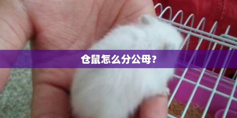 仓鼠怎么分公母? 仓鼠怎么分公母?