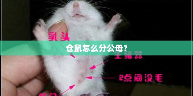仓鼠怎么分公母? 仓鼠怎么分公母?