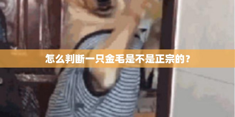 怎么判断一只金毛是不是正宗的? 怎么判断一只金毛是不是正宗的?
