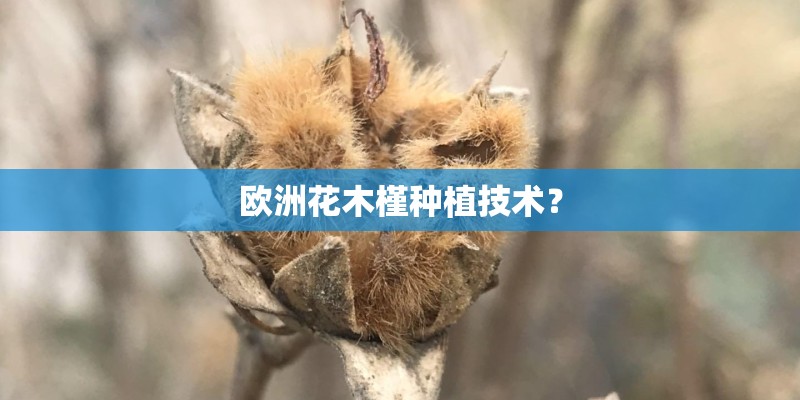 欧洲花木槿种植技术? 欧洲花木槿种植技术?