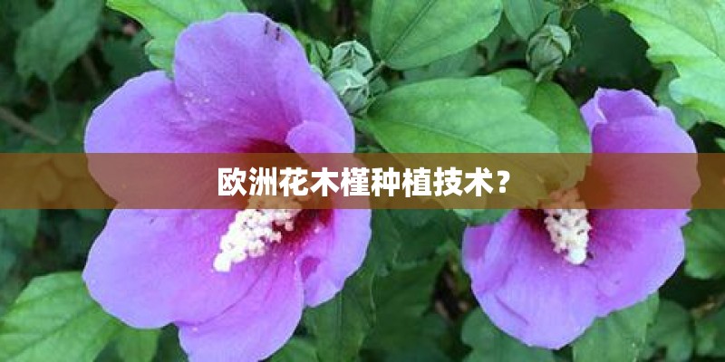 欧洲花木槿种植技术? 欧洲花木槿种植技术?