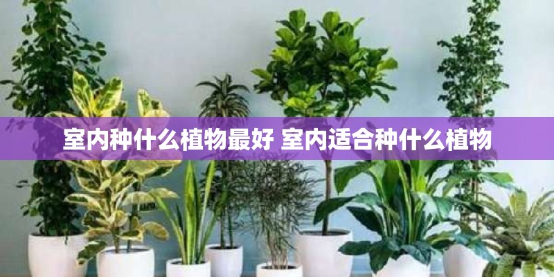 室内种什么植物最好 室内适合种什么植物 室内种什么植物最好 室内适合种什么植物
