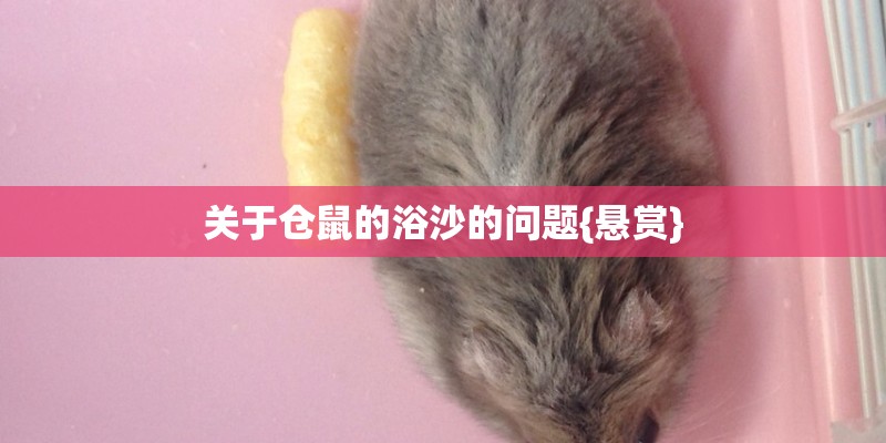 关于仓鼠的浴沙的问题{悬赏}