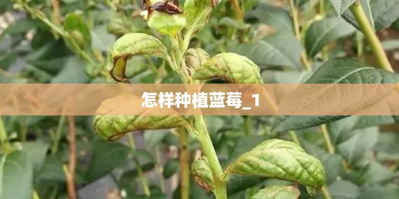 怎样种植蓝莓_1