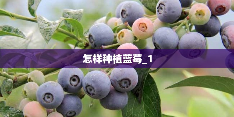 怎样种植蓝莓_1