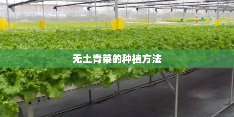 无土青菜的种植方法