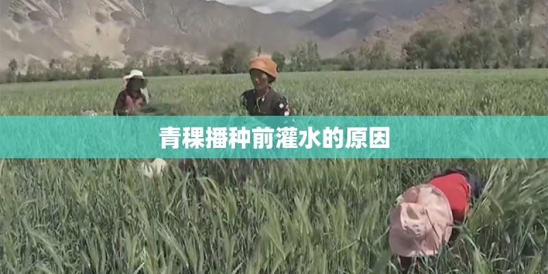 青稞播种前灌水的原因 青稞播种前灌水的原因