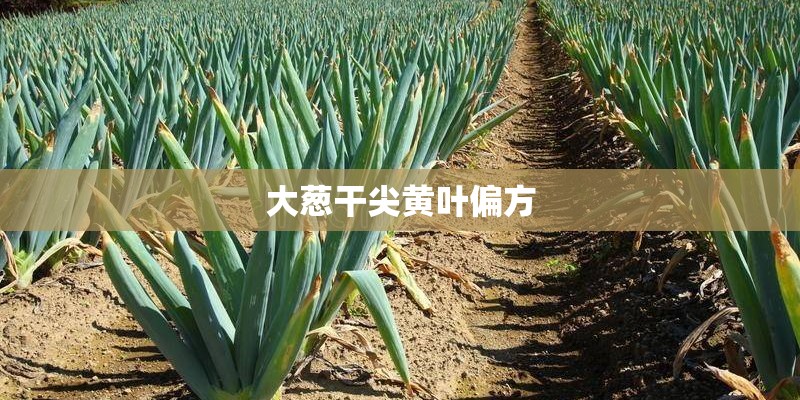 大葱干尖黄叶偏方