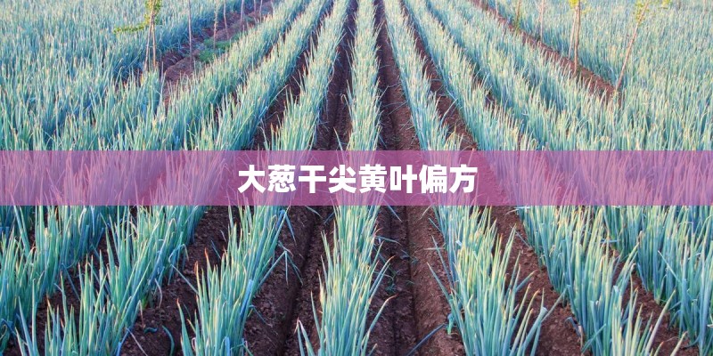 大葱干尖黄叶偏方