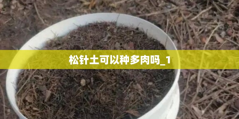 松针土可以种多肉吗_1
