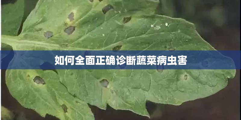 如何全面正确诊断蔬菜病虫害