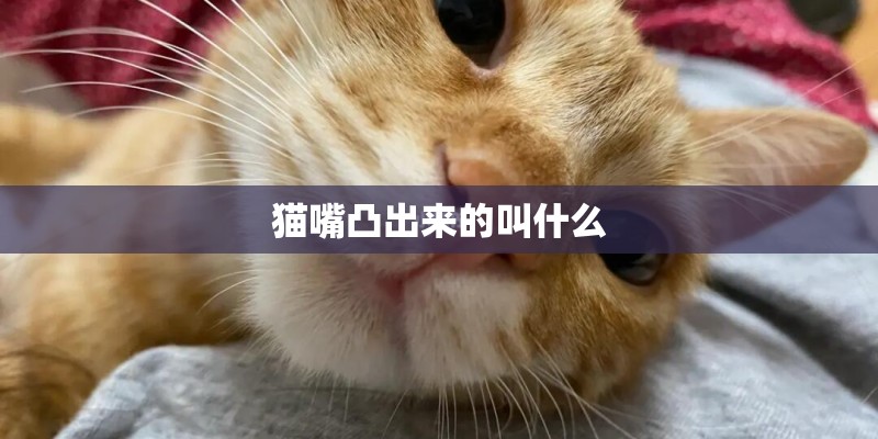 猫嘴凸出来的叫什么