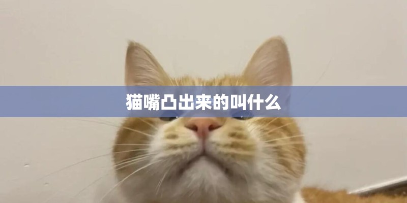 猫嘴凸出来的叫什么