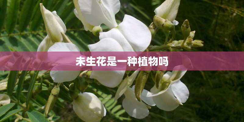 未生花是一种植物吗