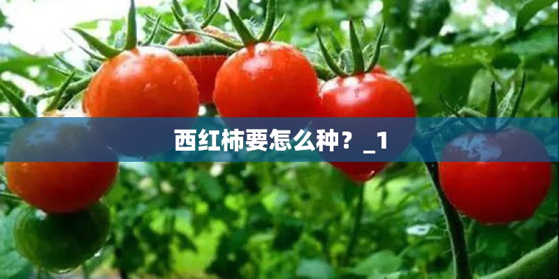 西红柿要怎么种？_1