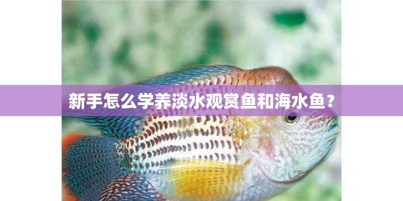 新手怎么学养淡水观赏鱼和海水鱼？