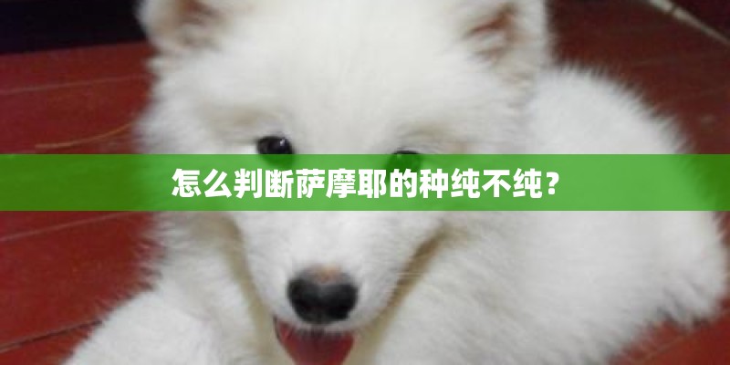 怎么判断萨摩耶的种纯不纯？