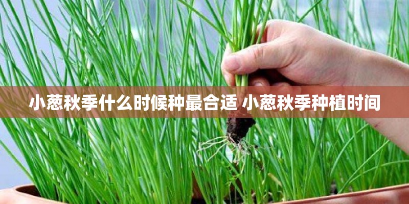 小葱秋季什么时候种最合适 小葱秋季种植时间