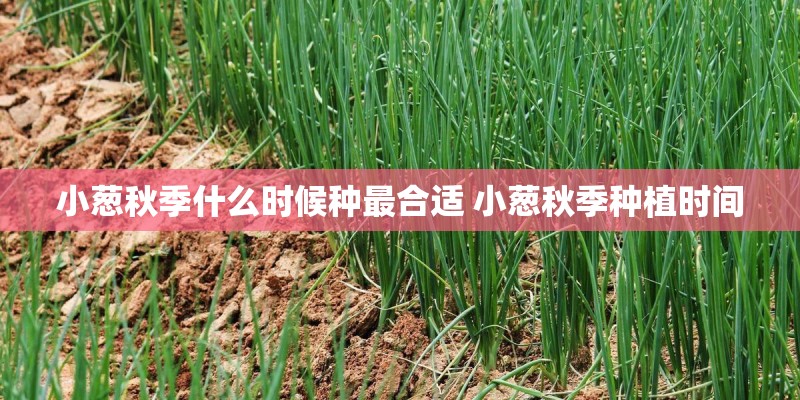 小葱秋季什么时候种最合适 小葱秋季种植时间