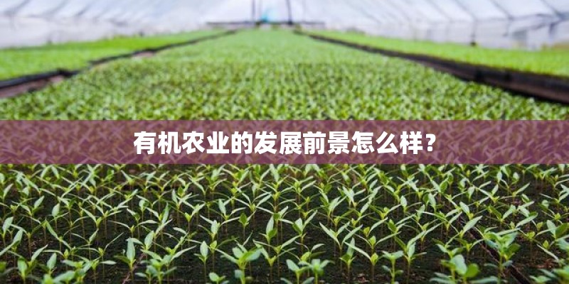 有机农业的发展前景怎么样？