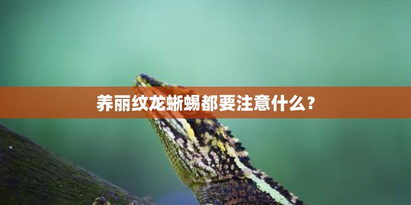 养丽纹龙蜥蜴都要注意什么？
