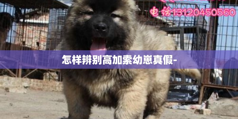 怎样辨别高加索幼崽真假-