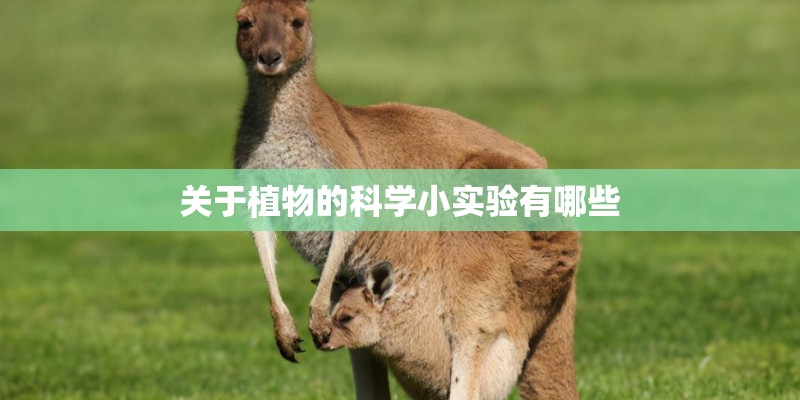 关于植物的科学小实验有哪些 关于植物的科学小实验有哪些
