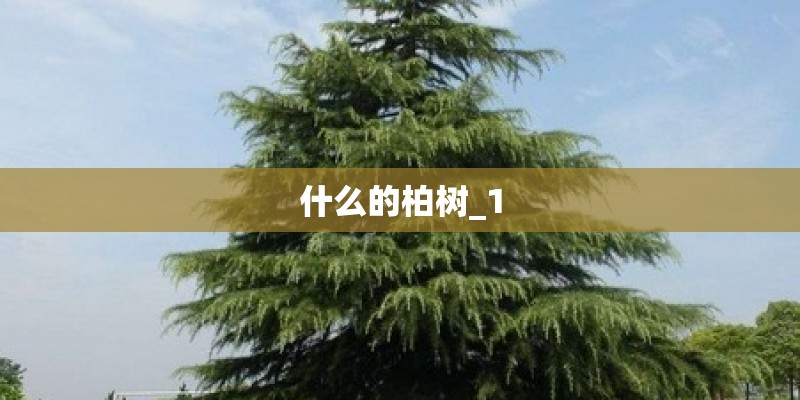 什么的柏树_1