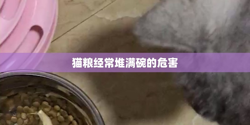 猫粮经常堆满碗的危害