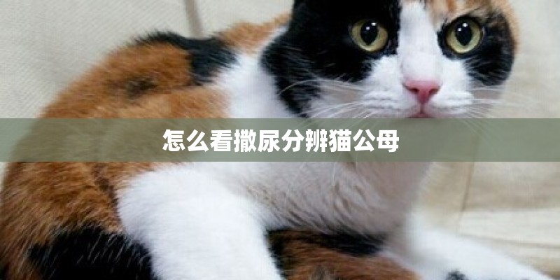 怎么看撒尿分辨猫公母