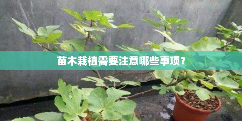 苗木栽植需要注意哪些事项？