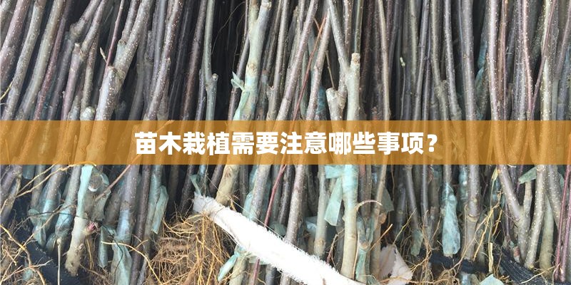 苗木栽植需要注意哪些事项？