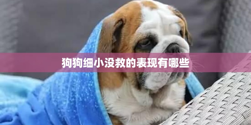 狗狗细小没救的表现有哪些