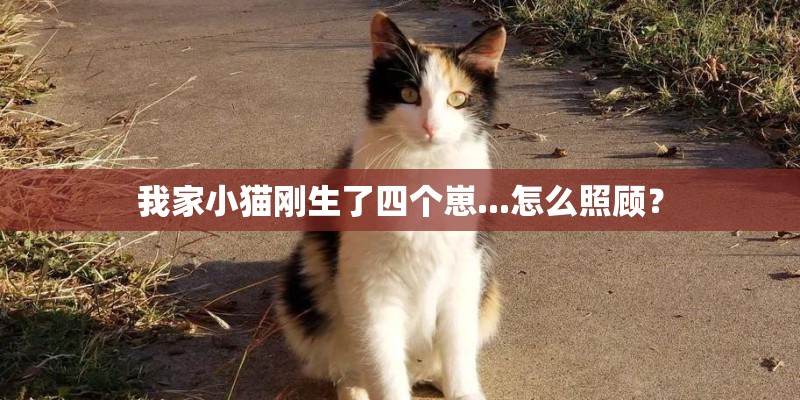 我家小猫刚生了四个崽...怎么照顾？
