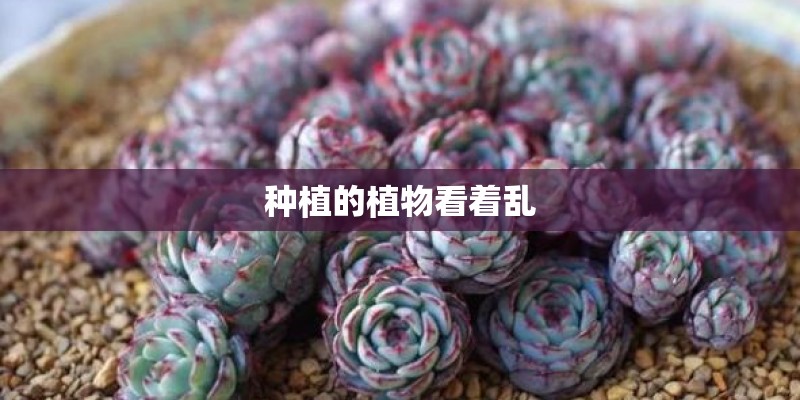 种植的植物看着乱