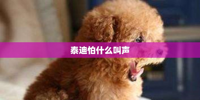 泰迪怕什么叫声