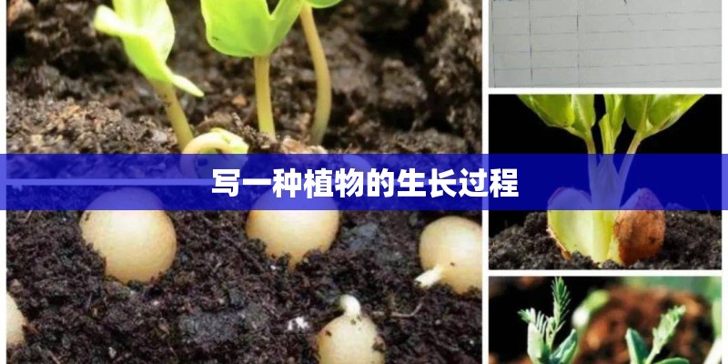 写一种植物的生长过程