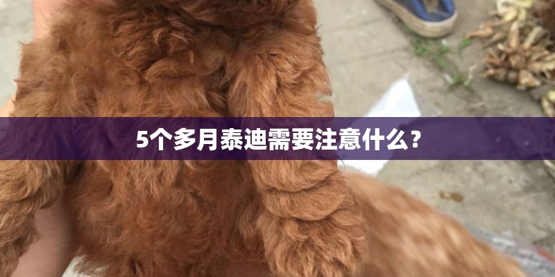 5个多月泰迪需要注意什么？