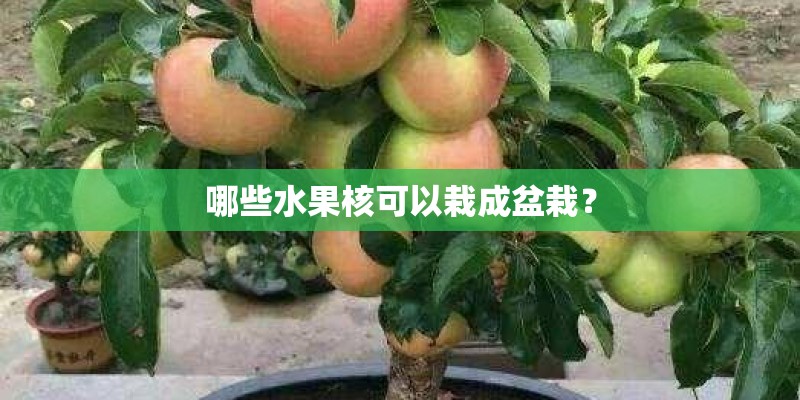 哪些水果核可以栽成盆栽？