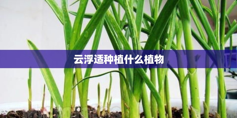云浮适种植什么植物