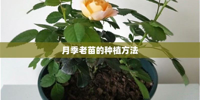 月季老苗的种植方法