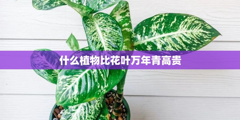 什么植物比花叶万年青高贵
