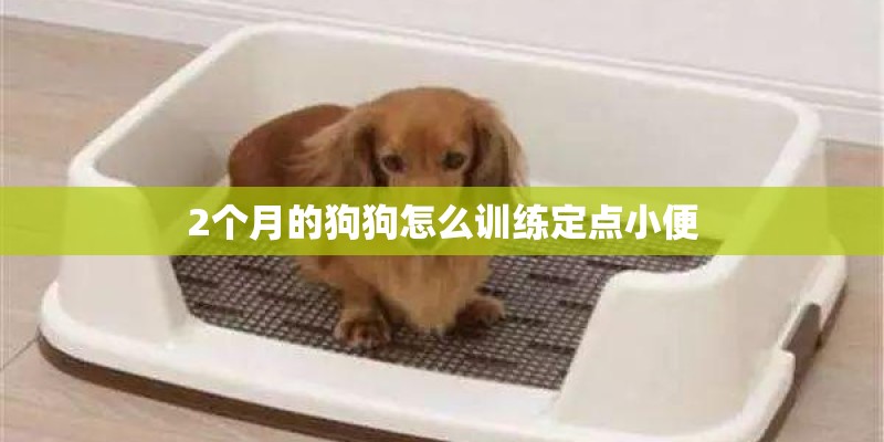 2个月的狗狗怎么训练定点小便