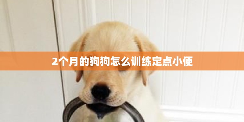 2个月的狗狗怎么训练定点小便