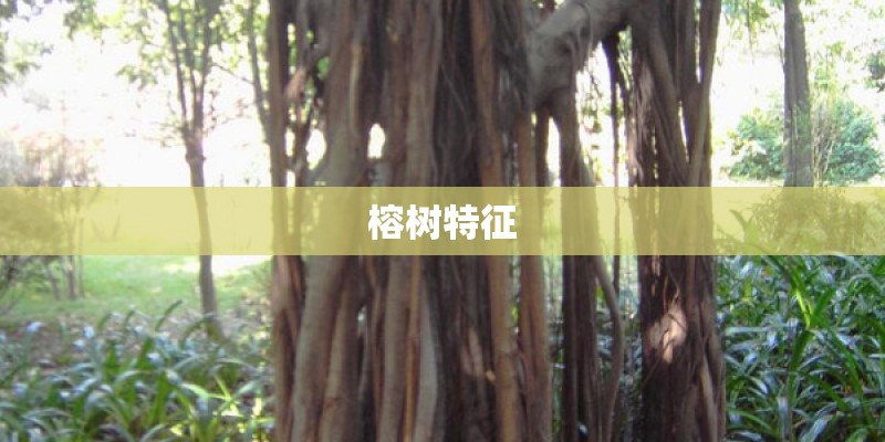 榕树特征